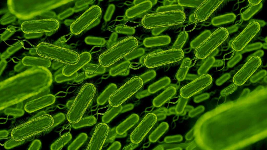 SIBO: Supercrescimento Bacteriano Intestinal