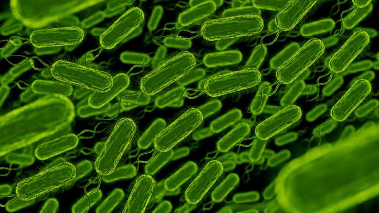 SIBO Supercrescimento Bacteriano Intestinal 1