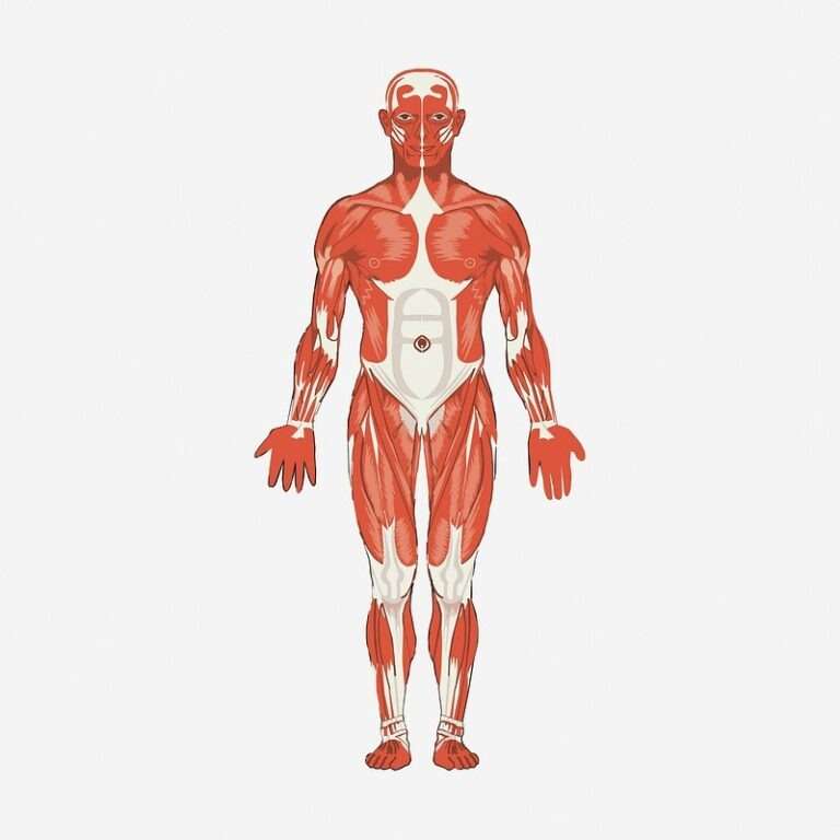 intestino metabolismo ganho de peso