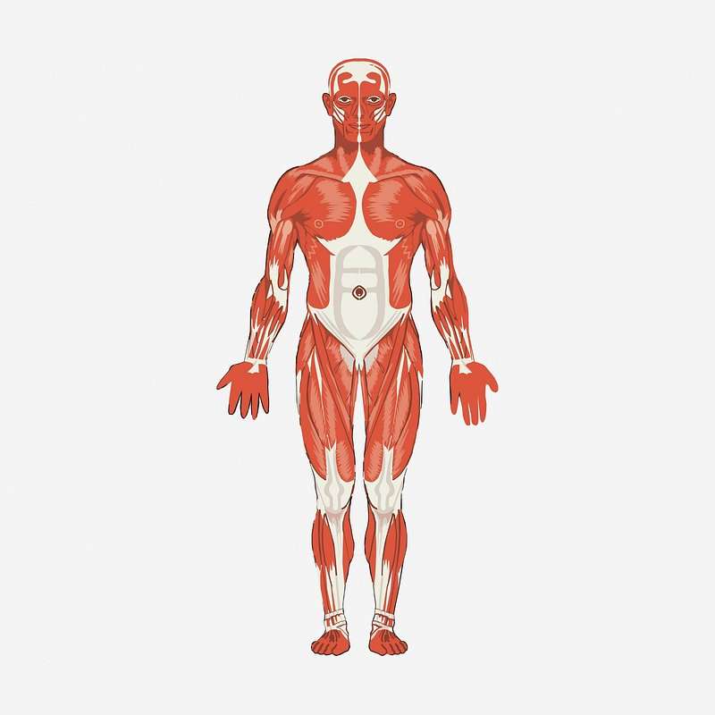 intestino metabolismo ganho de peso