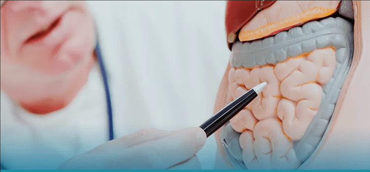 quanto tempo intestino demora para desinflamar