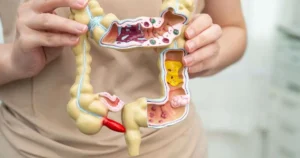 Pessoa segurando modelo anatômico do intestino grosso com corte transversal mostrando estruturas internas coloridas
